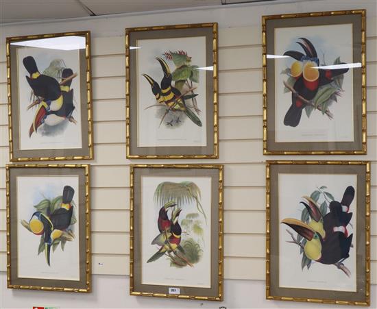 After Gould and Ritcher, set of 6 colour prints, Studies of Toucans, 48 x 32cm